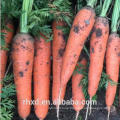 2018 New crop fresh carrot new harvest carrot